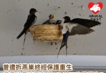 曾遭拆毀燕子巢終經保護重生 燕子父母於沙田中心天橋築巢第二次生BB