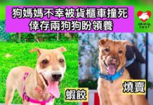 狗媽媽不幸被貨櫃車撞死 倖存兩狗狗盼獲領養