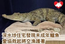 深水埗住宅發現鱷魚 腳部疑受傷由愛協救起將交漁護署
