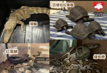 深水埗單位內非法管有多達30隻瀕危動物 被捕女子聲稱作教育用途