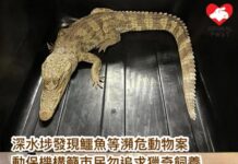 深水埗發現鱷魚等瀕危動物案 動保組織籲市民勿追求獵奇飼養 促當局嚴懲走私源頭