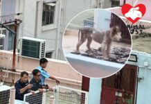 葵涌金祿樓有狗主天台綁雪橇犬 警員及愛協督察到場跟進