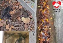 避過極端天氣災劫 獲救山頭四幼犬尋家改變命運