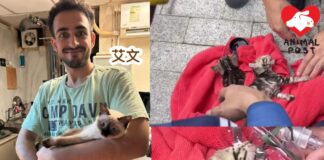 香港巴基斯坦裔演員艾文目睹兩幼貓困車底 與消防員合演救貓記