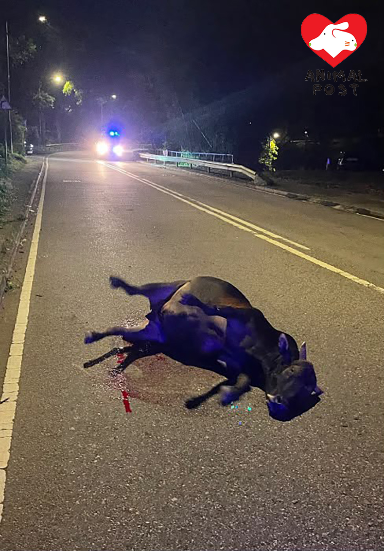 牛牛深夜在荃錦公路被車撞傷,一度浴血躺在馬路中心。