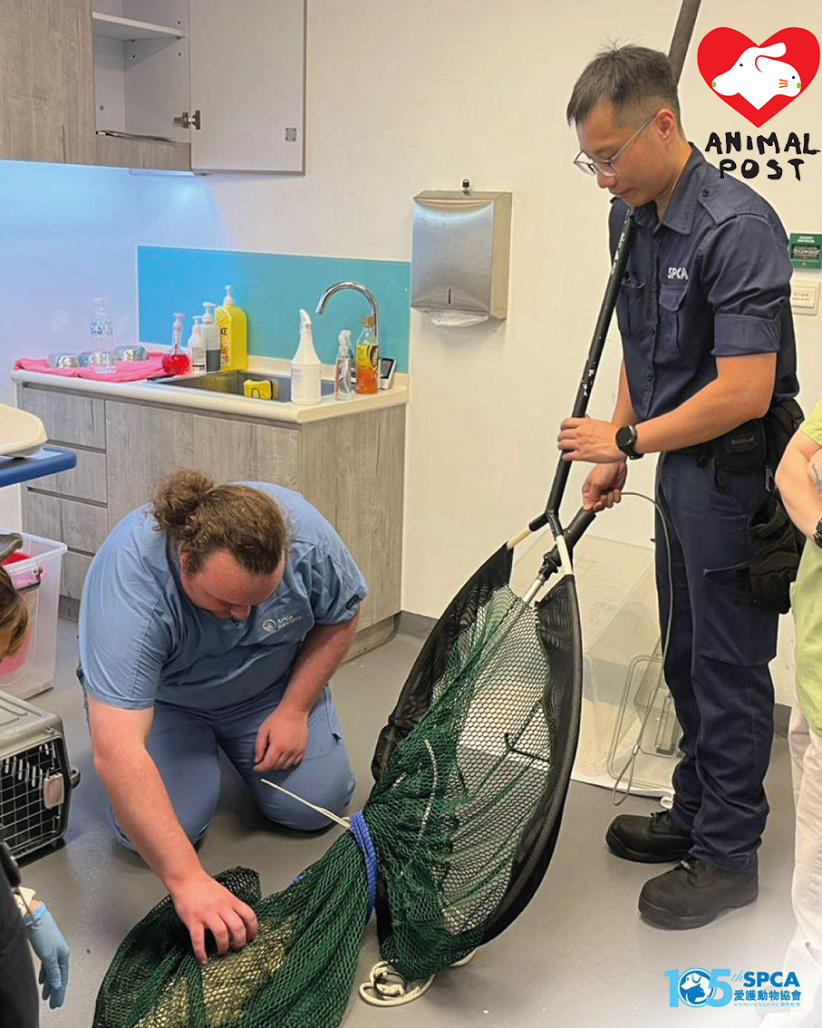 愛協呼籲市民切勿飼養鱷魚。