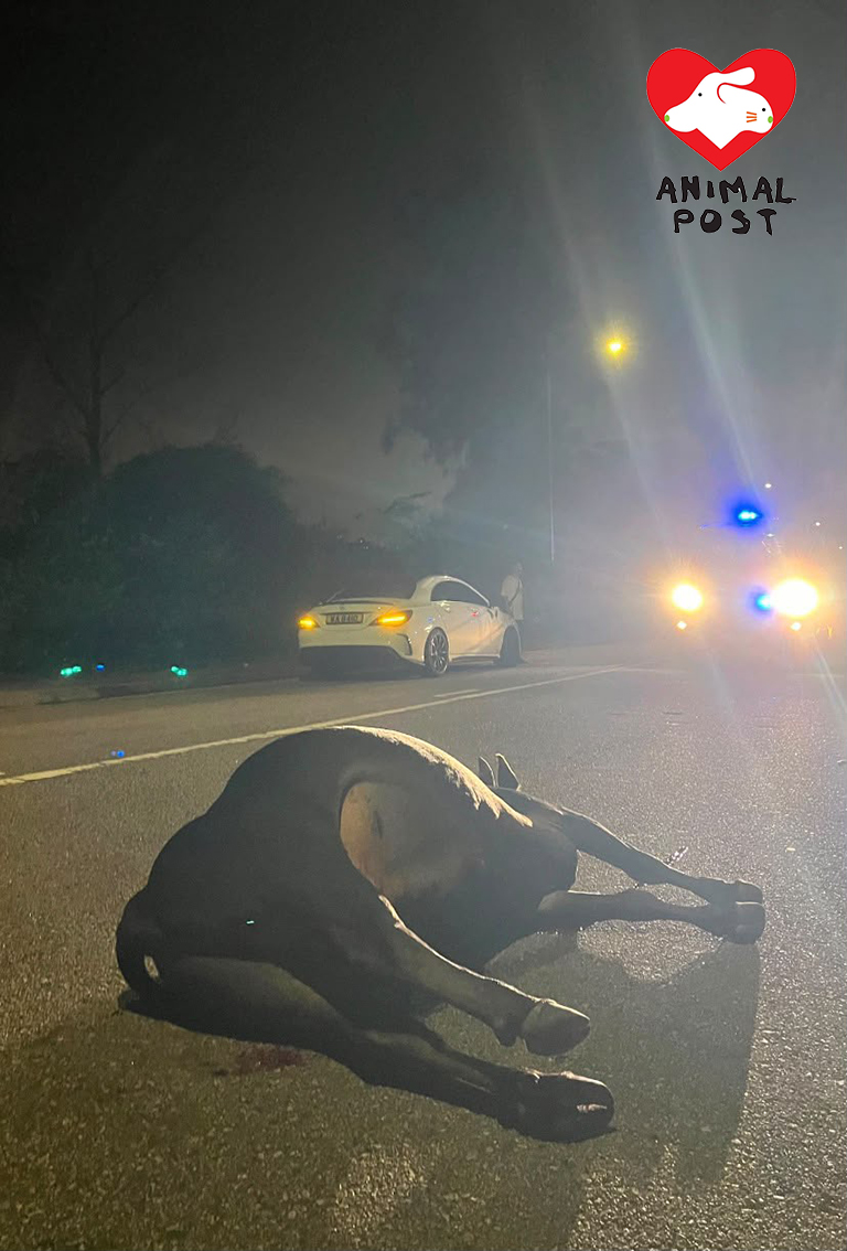牛牛深夜在荃錦公路被車撞傷,一度浴血躺在馬路中心。