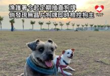 漁護署即日起定期巡查狗隻牌照 無晶片狗牌即直接檢控