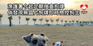 漁護署即日起定期巡查狗隻牌照 無晶片狗牌即直接檢控