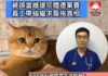 張毅敏醫生:真雌雄同體罕見 多屬「假雌雄同體」 矯形手術可回復正常