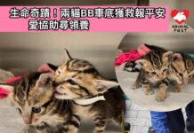獲電視劇《Court!》演員艾文和消防員合力救出 兩幼貓互相依偎感情甚好