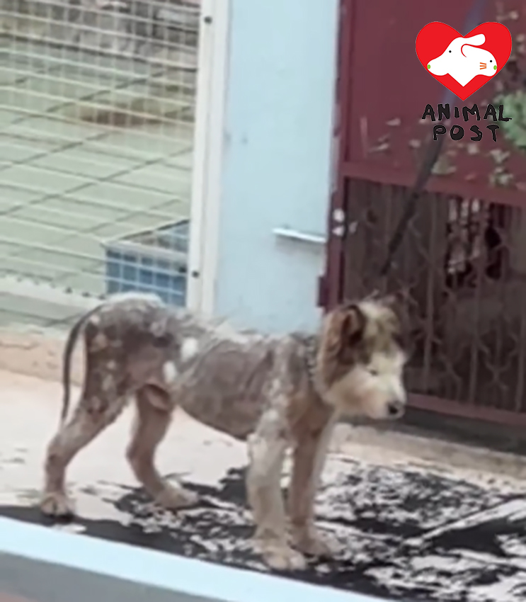 雪橇犬在大熱天時被人綁在天台。