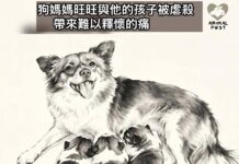 狗媽媽旺旺與他的孩子被虐殺 帶來難以釋懷的痛