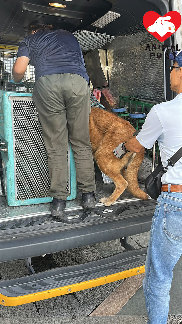 狗狗乖到自己走上漁護署車輛。
