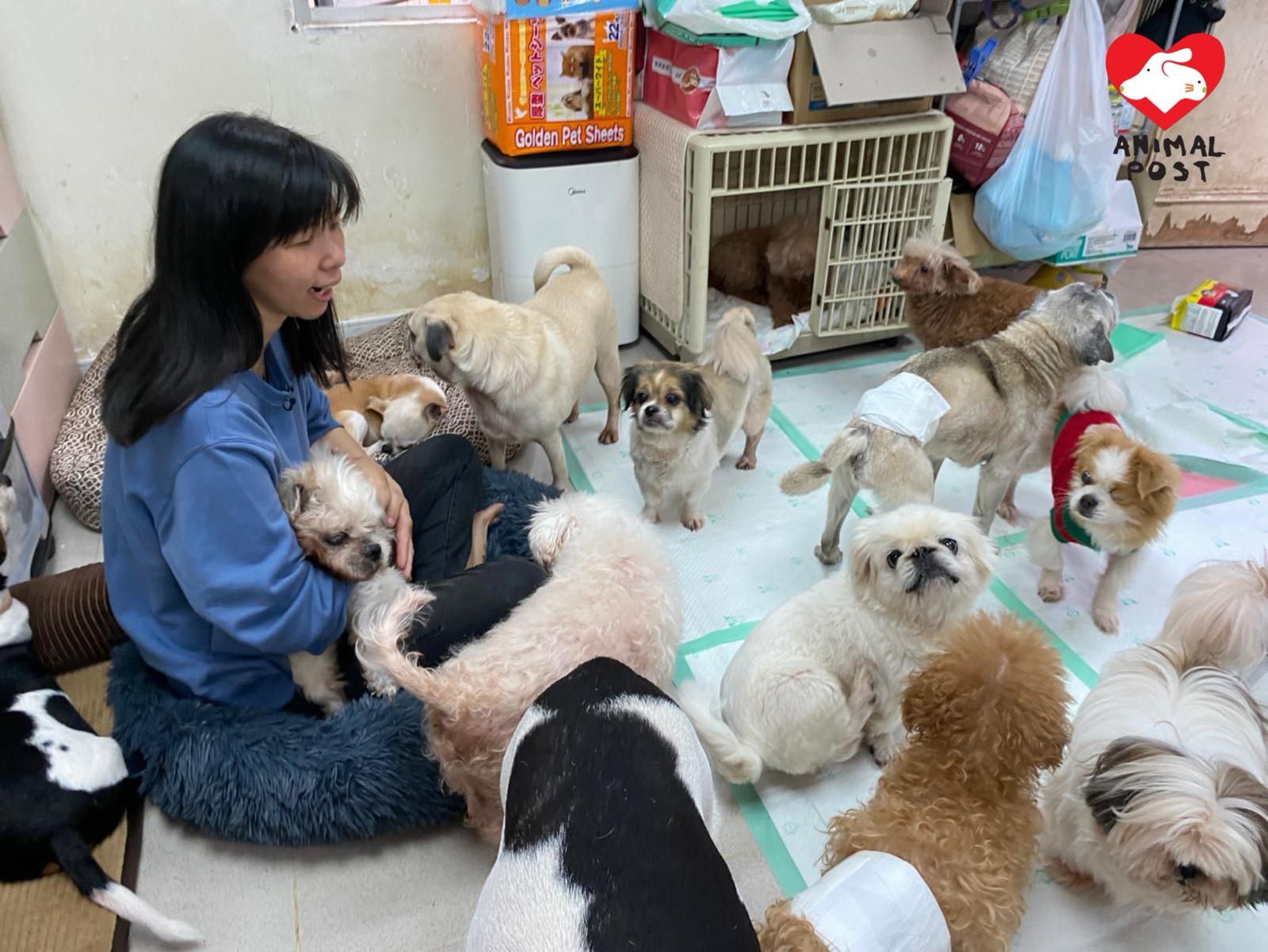 Ivy守住對離世愛犬阿棍的承諾,將愛延續到其他動物。