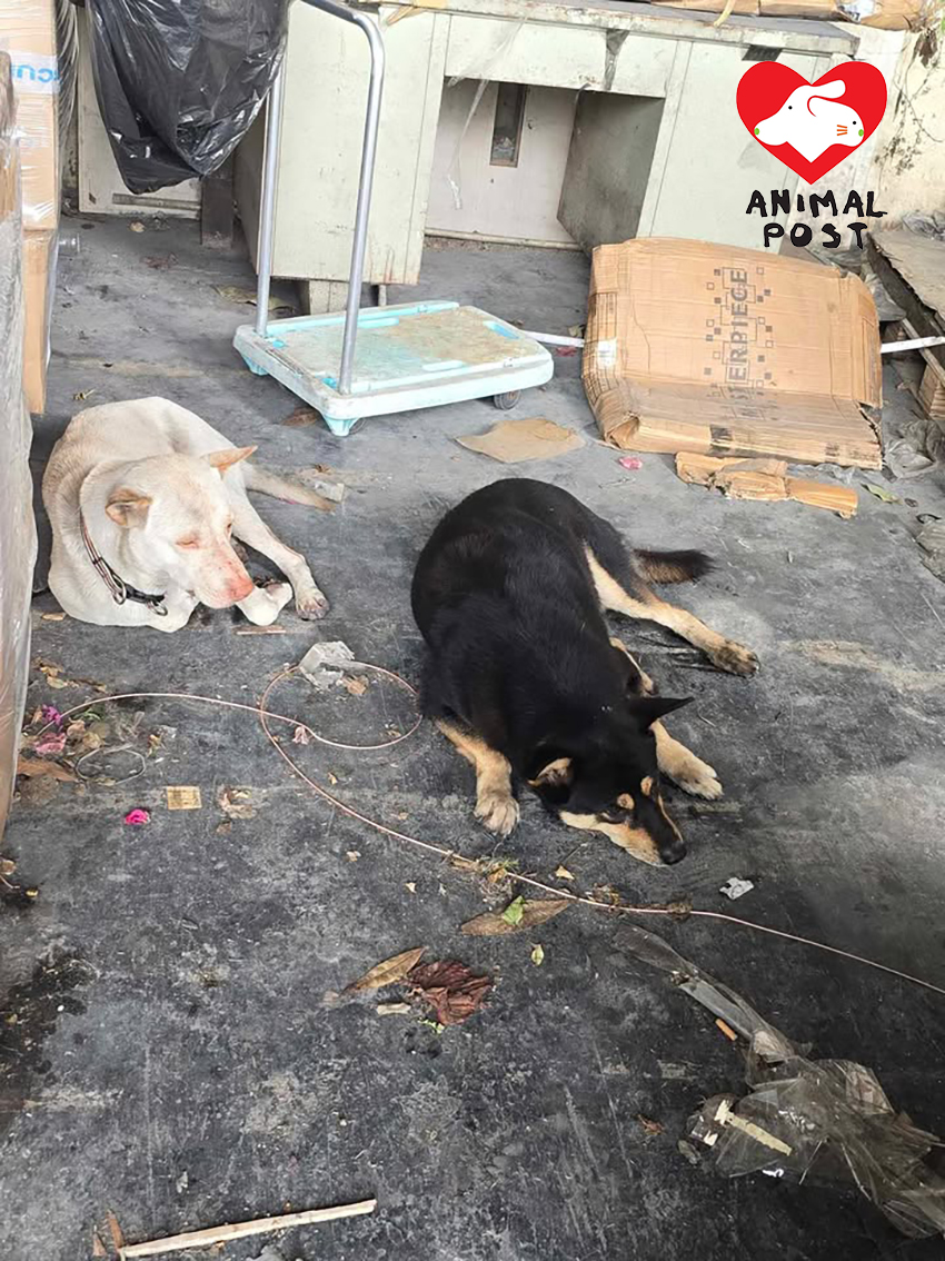亦園村收地,兩倉狗慘被遺留下來。