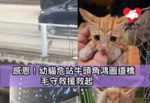 幼貓危站牛頭角鴻圖道天橋 毛守救援救起