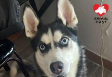 替坐監兒子照顧雪橇犬 狗主父親數日後上公屋急為狗尋家