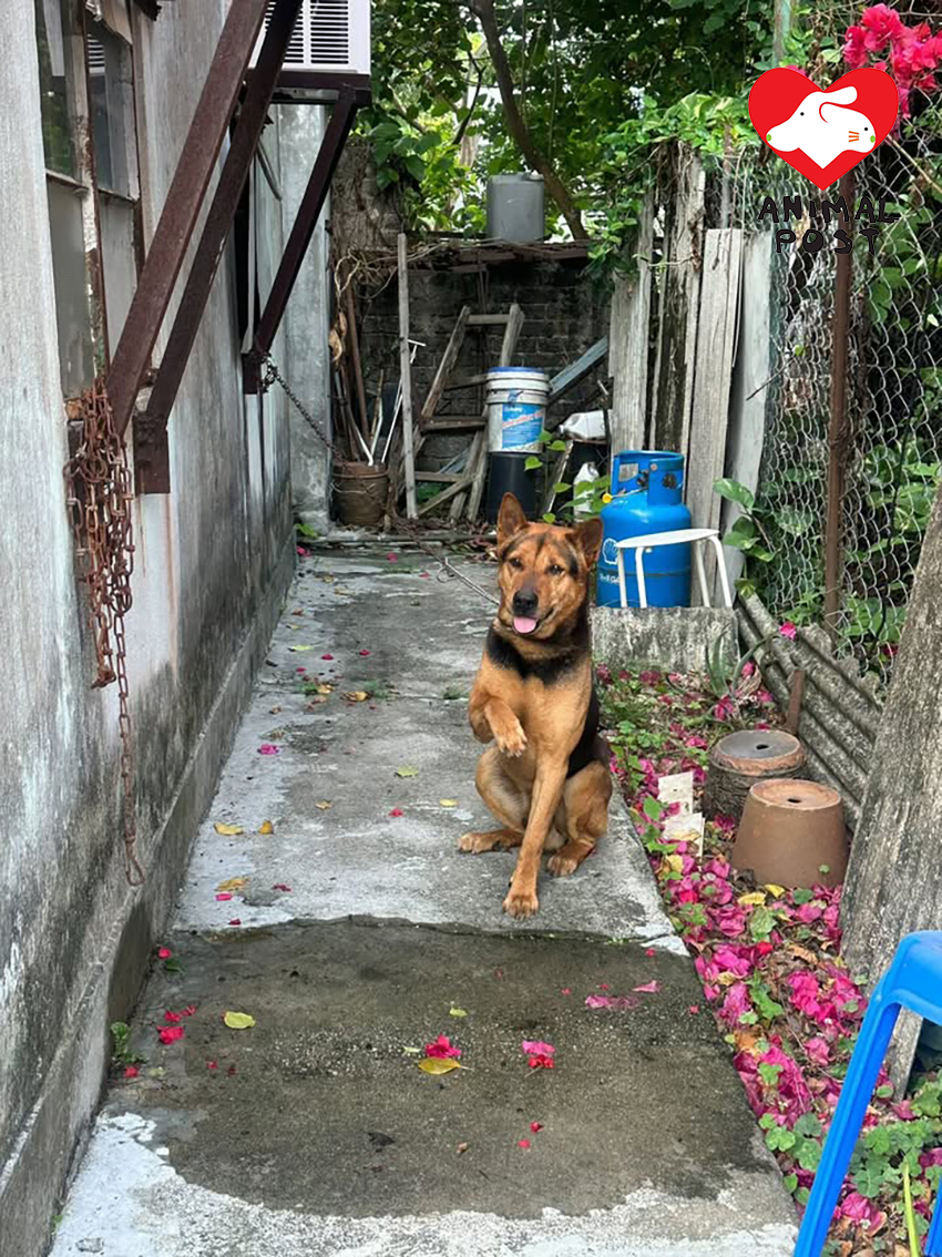 附近寮屋也有一隻狗狗慘被留下來。