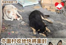 洪水橋亦園村收地快將圍封 被遺下三狗狗急尋安置