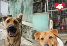 修院學校被指擬將兩狗送漁護署 動物機構收求助接走兩狗