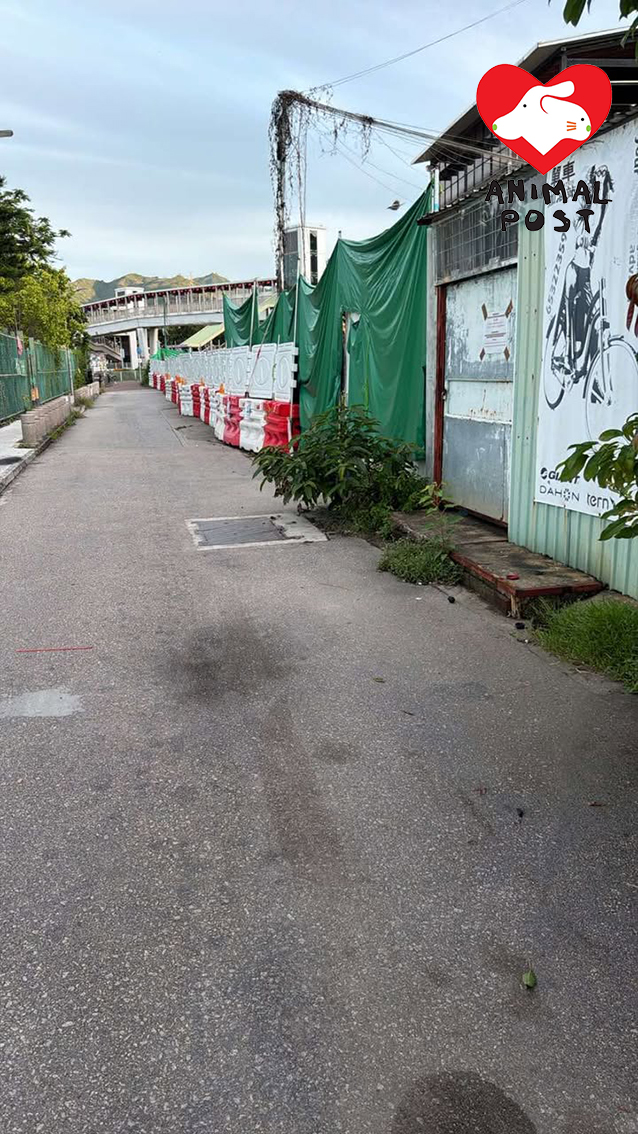 兩狗留守舊屋,但圍封已經快來到。