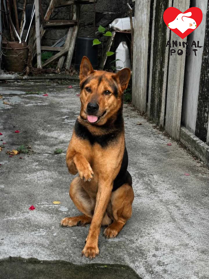 黑仔早前被人遺棄,連日來不斷徘徊區內不同地方,似在尋找主人。