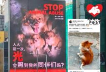 大眾齊為廣東揭陽遇害狗媽媽一家發聲 網傳旺角大型屏幕廣告為狗狗討公道