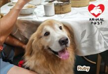 七歲金毛尋回犬首次進酒樓飲茶 狗主形容愛犬很開心:不再坐出面捱熱