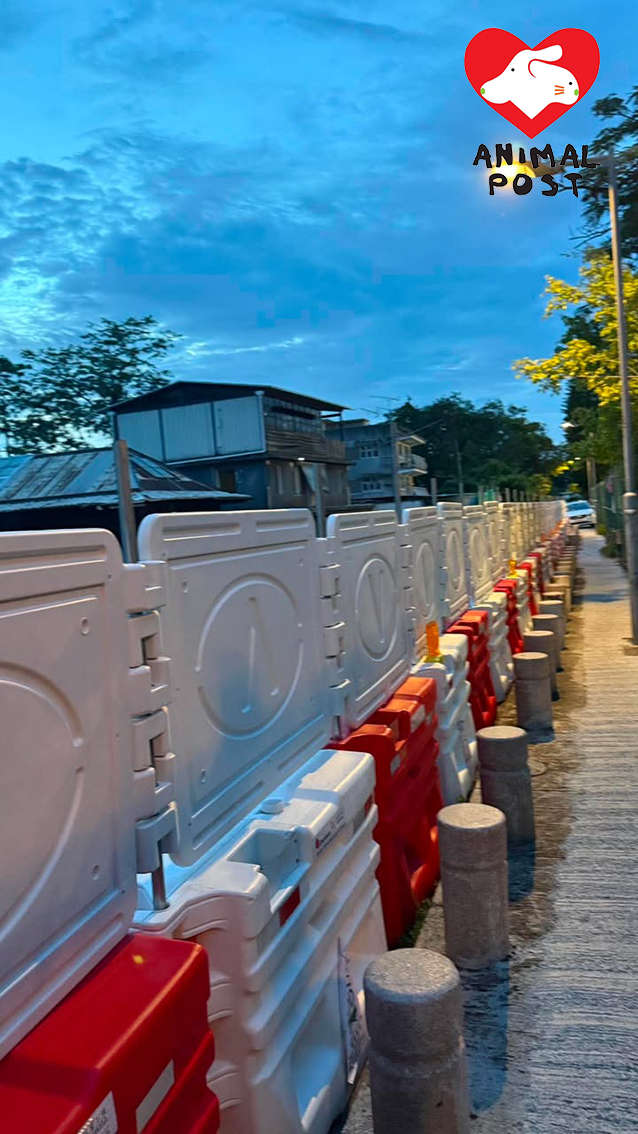 圍封已經到了兩狗所住舊屋旁。
