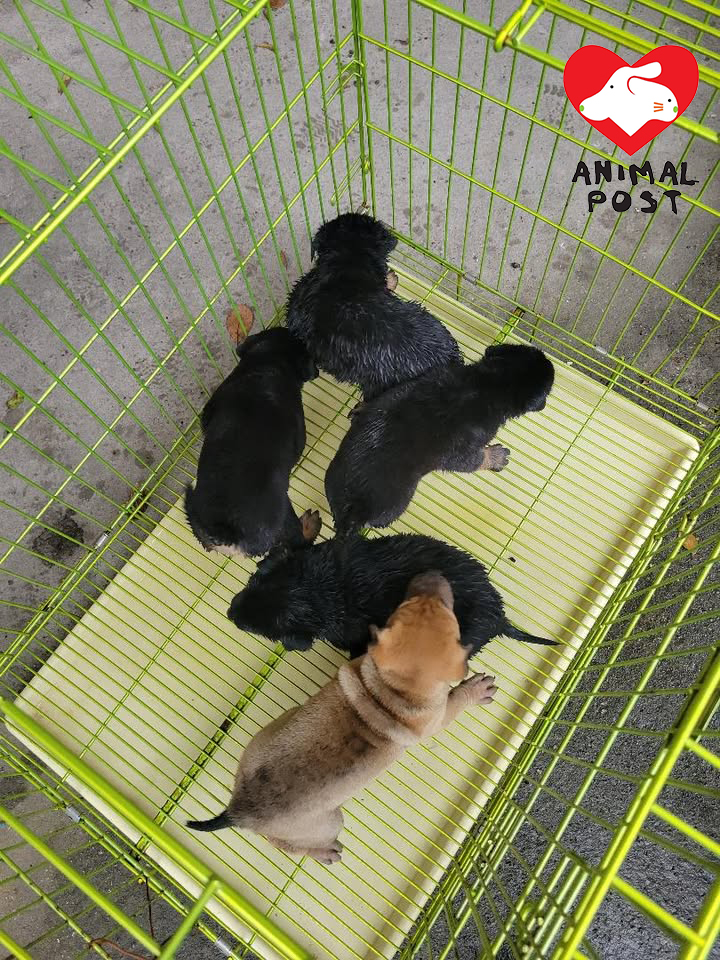 義工救起狗BB。