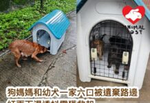狗媽媽和幼犬一家六口被遺棄流浮山路邊 紅雨下濕透抖震獲救起