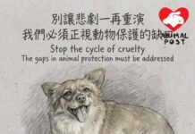 愛協對揭陽狗媽媽一家被虐殺感痛心憤怒 要求網上刪除虐殺影片指避免模仿犯案