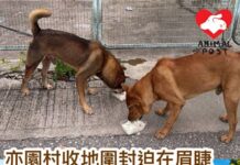 亦園村收地圍封迫在眉睫 被遺下兩狗急尋安置