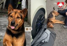 屯門泥圍被遺棄狗狗連日不停尋主人 日前慘被車撞傷骨折