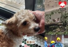 洪水橋走失兩天狗狗河道中獲救 見到婆婆狗主即激動哭叫
