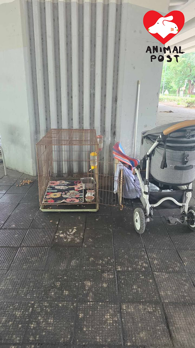 狗狗日前被人發現於天橋底的籠中,有熱心人擔心狗狗被遺棄,惟嘗試救狗時不慎讓狗走失。