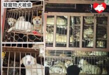 內地志工長途追截狗肉販貨車營救五百狗狗 官方其後介入扣查運狗車 傳會將全部狗狗銷毀