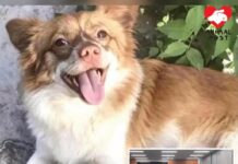 為旺旺發聲 動物福利關注聯盟促訂立動物福利法及推行動物生命教育