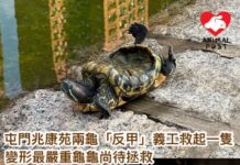 屯門兆康苑兩龜「反甲」義工救起一隻 變形最嚴重龜龜尚待拯救