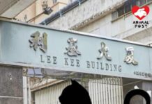 將走失貓貓當垃圾丟掉 私樓保安員判囚四個月