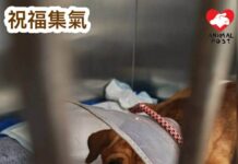 因收地被棄養狗狗 不幸於新主人家三樓天台墮樓受傷