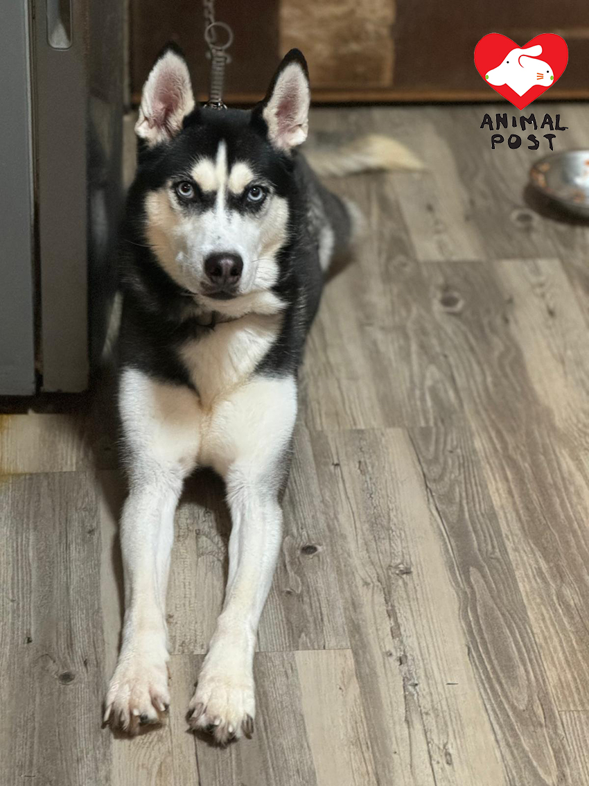 雪橇犬「利是」的主人正坐監,照顧他的狗主父親將上公屋,因此急需尋家。