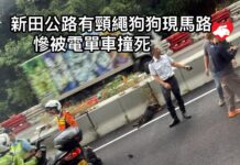 新田公路有頸圈狗狗現馬路 慘被電單車撞死