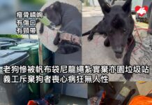 年老狗狗慘被帆布袋尼龍繩紮實棄亦園垃圾站 義工斥棄狗者喪心病狂無人性