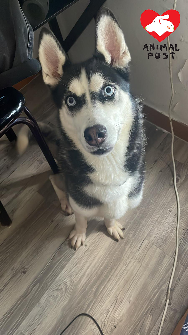 雪橇犬「利是」的主人正坐監,照顧他的狗主父親將上公屋,因此急需尋家。