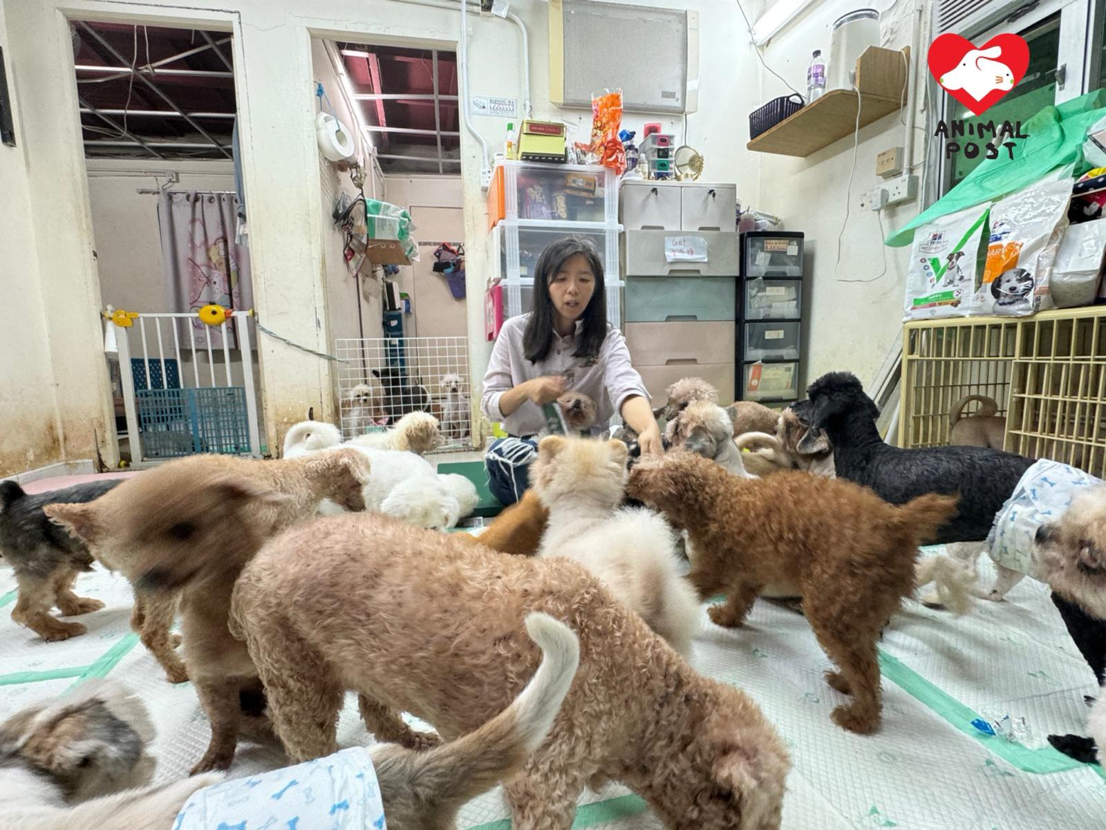 阿棍屋現時收留了約300隻動物。