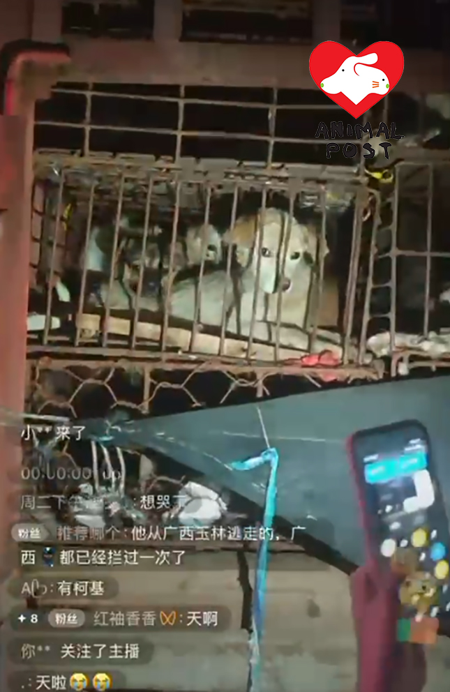 狗狗被困窄籠長途運輸,不被當生命看待。
