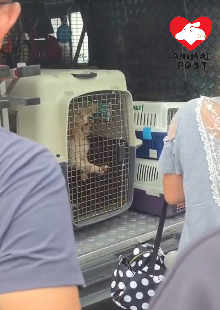 狗狗見到婆婆狗主後十分激動,不斷哭叫。