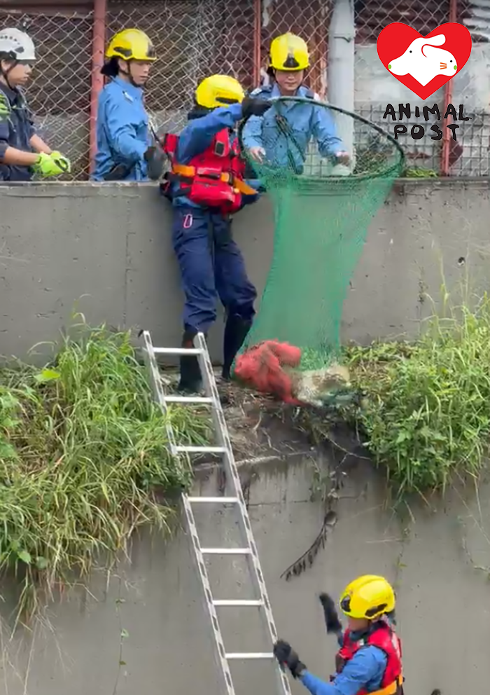 消防員到場將狗狗救起。